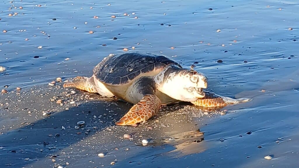 sull’arenile di Cesenatico le prime carcasse di tartaruga