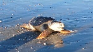 Forti mareggiate, sull’arenile di Cesenatico le prime carcasse di tartaruga