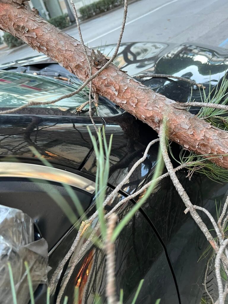 Grosso ramo di pino travolge un’auto parcheggiata sul lungomare Carducci