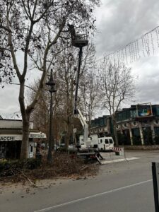 Continuano le potature su tutto il territorio comunale