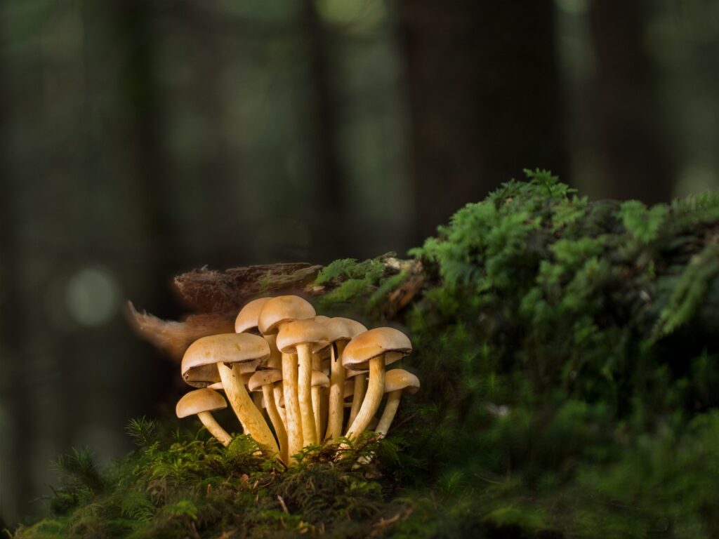 Questa sera all’hotel Miramare parte il nuovo corso sui funghi