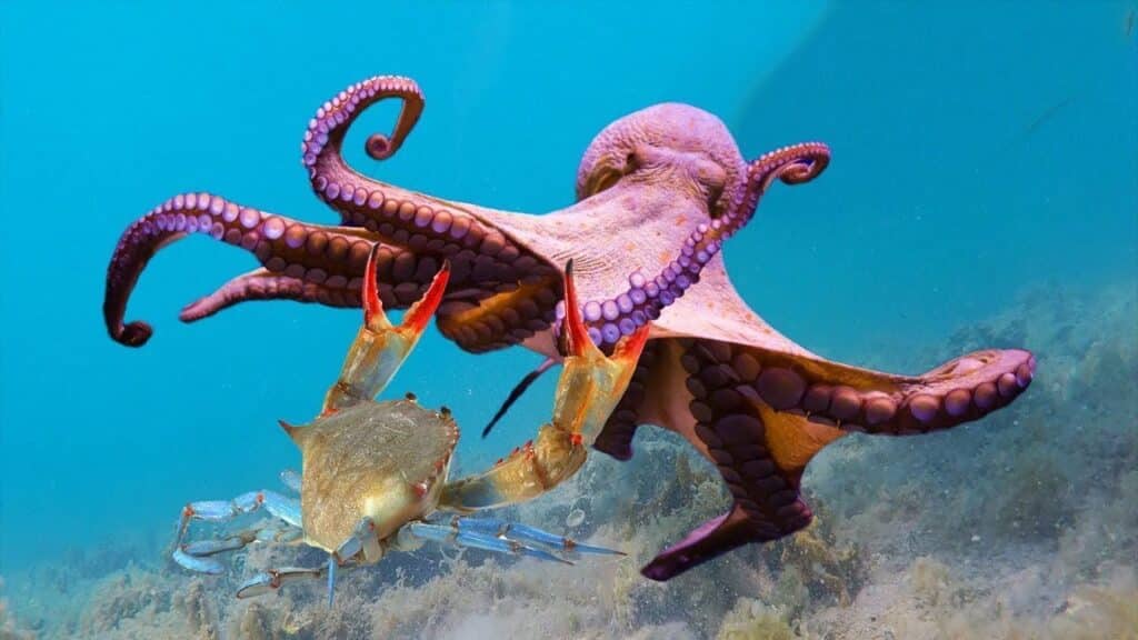 Polpi contro il Granchio blu, progetto sperimentale nel mare di Romagna