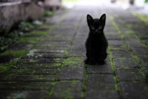 Non tutte le raccolte fondi finiscono con il “lieto fine”: zero euro per i gatti