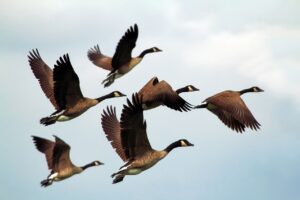 Tutela dell’avifauna e degli habitat naturali: nasce la delegazione provinciale Lipu