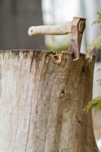 Vicino ai corsi d’acqua si potrà raccogliere legname tutto l’anno