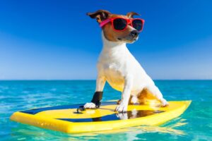 “I love Pets Romagna”, il marketing dedicato agli amici a quattro zampe 