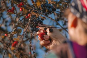 Un frutteto nelle campagne di Sala all’asta per 9,60 euro. Ma non si presenta nessuno…