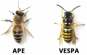 I vigili del fuoco: “Chiamateci per le vespe, non per le api…”