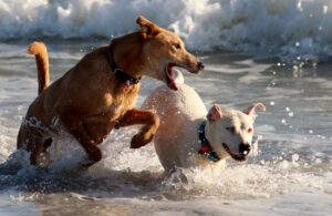 Firmata l’ordinanza balneare: dai cani ai sacchetti monouso ecco tutte le novità