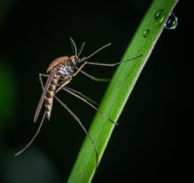 West Nile, stretta del Comune: disinfestazioni obbligatorie per i grandi eventi serali