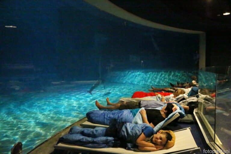 Una notte a Oltremare in compagnia dei delfini 