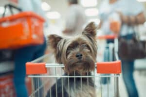 “Dona la spesa per gli animali”: alla Coop un pensiero per cani e gatti