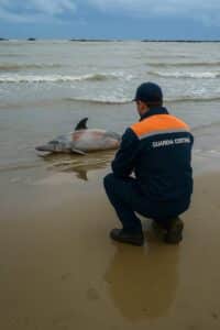 Nè elica nè scogli, il delfino è morto per cause naturali