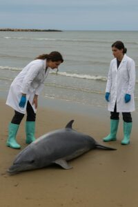 Sull’arenile di Cesenatico rinvenuto stamane un delfino spiaggiato