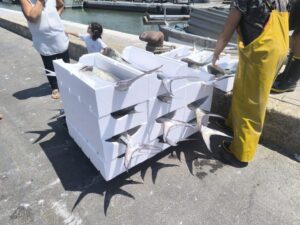 Bandi pesca e acquacoltura, più tempo per partecipare: domani incontro a Cesenatico