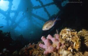 Sub scomparso, dopo 3 giorni si affievoliscono le speranze di trovarlo in vita