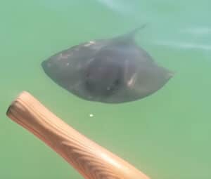 L’incontro ravvicinato con un trigone curioso (video)