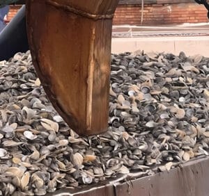 La morìa di vongole spinge le barche verso Rimini