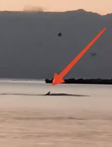 Un delfino (o forse uno squaletto) a pochi metri dalla riva