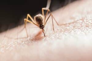 Chikungunya a Cesenatico: confermato un caso autoctono