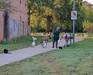 Un sorriso e un po’ di cibo per gatti, oche e nutrie: è lei “La signora del parco” 