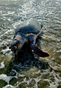 Spiaggiata una tartaruga marina gigante a Ponente