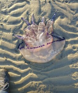 Una strana medusa ritrovata sulla spiaggia di Cesenatico