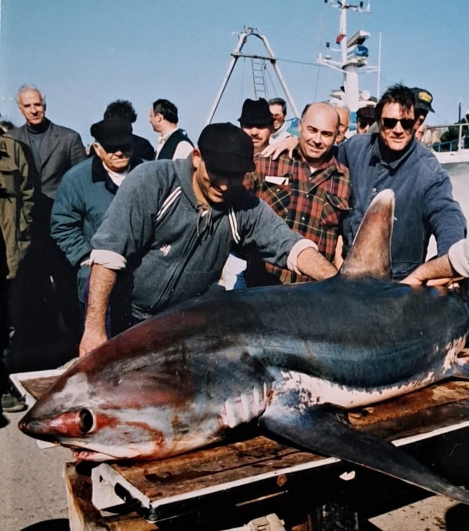 Squali e razze nel mare di Cesenatico, i pescatori: “Dagli anni Ottanta sono diminuiti”