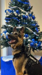 Yuma, il fiuto che fa gli auguri: la Polizia Locale di Cesenatico sceglie il suo cane per Capodanno