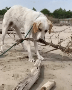 “Adotta un amico”: la nuova rubrica de La Voce con ART MBT e il Canile Coatti di Cervia