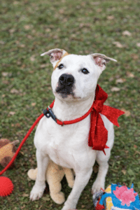 Jack, un cuore a 4 zampe che aspetta una casa