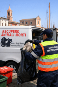 Cesenatico affida il recupero delle carcasse animali: 3mila euro agli “Amici degli Animali” di Ravenna