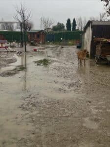 Oasi Desirèe di nuovo sott’acqua: l’appello per ripartire