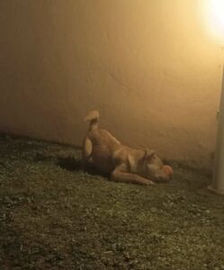 Taco è tornato a casa: il “lieto fine” che tutta Bagnarola aspettava