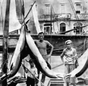 Quando a Cesenatico i delfini si uccidevano (con tanto di premio)
