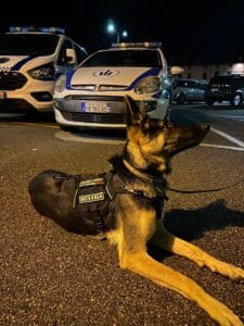 Duemila euro per Yuma: la salute del cane dell’unità cinofila è un investimento per la sicurezza