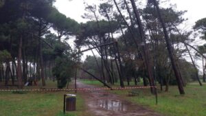 Maltempo a Cesenatico, alberi pericolanti nella pineta di Zadina