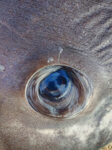 Il “gigante di Valverde” aveva nemici invisibili: cosa racconta lo studio sul pesce luna