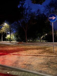 Lupo avvistato all’alba in zona Madonnina, a due passi dal centro (foto e video)