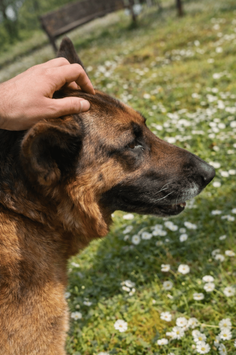 Buck, undici anni e una rinascita da completare: cerca una famiglia