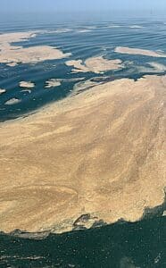 Sembra mucillagine ma… è soltanto polline