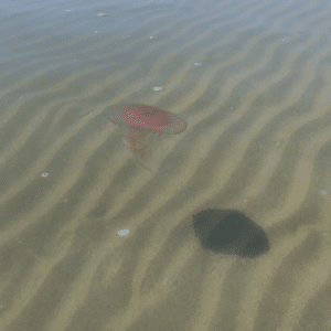 Tante meduse a riva: il mare regala già spettacolo