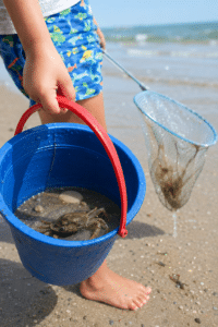 Granchi nel secchiello e meduse nei retini: l’ENPA lancia l’appello ai bagnanti