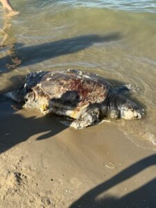 La puzza invade la spiaggia: carcassa di tartaruga si arena tra i turisti della domenica