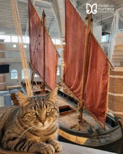 Museo della Marineria, una visita per aiutare 400 gatti