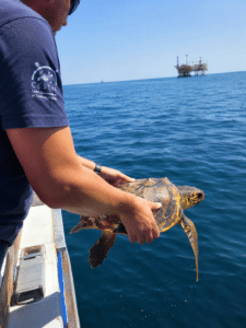 Tre tartarughe tornano libere in Adriatico: decisivi i pescatori di Cesenatico