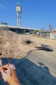 Addio Willy, “il gabbiano di Cesenatico”: investito nel porto di Ponente