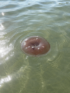 Tante meduse vicino a riva: il mare caldo favorisce la loro presenza