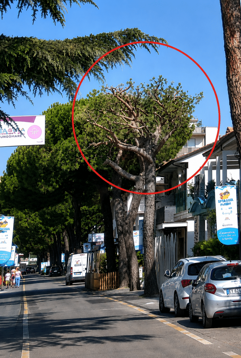Pini capitozzati a Gatteo Mare, il Comune: “Non siamo stati noi”. Ma gli alberi sono pubblici…