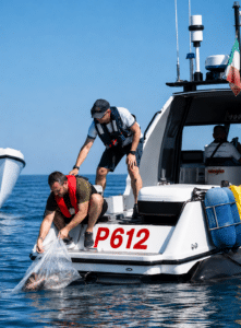 Piccoli polpi liberati in mare: la sfida al granchio blu entra nel vivo